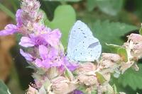 Celastrina argiolus