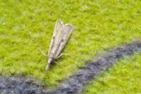 Agriphila inquinatella