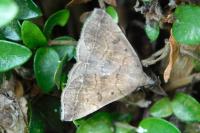 Polypogon plumigeralis