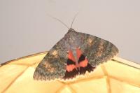 Catocala elocata
