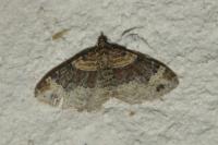 Xanthorhoe ferrugata/spadicearia