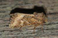Luperina dumerilii