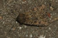 Luperina testacea