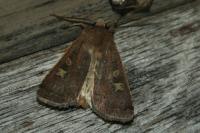 Xestia xanthographa