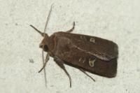 Xestia xanthographa