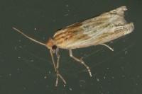 Eucosma