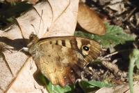 Pararge aegeria