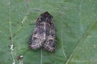 Tholera cespitis