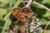 Boloria dia