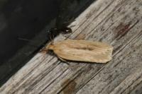 Agonopterix pallorella