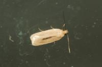Agonopterix pallorella