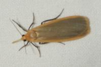 Katha depressa