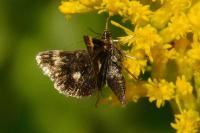 Heliothela wulfeniana