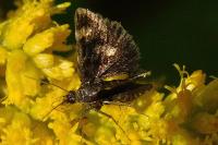 Heliothela wulfeniana