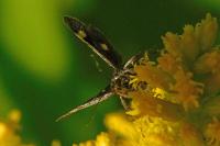 Heliothela wulfeniana