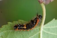 Orgyia recens