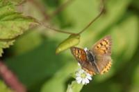 Lycaena tityrus