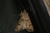 Agrotis segetum