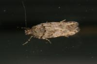 Teleiopsis diffinis
