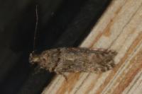 Teleiopsis diffinis