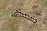 Acronicta tridens