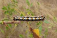 Acronicta tridens
