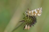 Pyrgus armoricanus