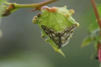 Elophila nymphaeata