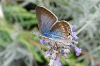 Lampides boeticus