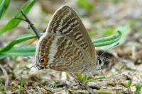 Lampides boeticus