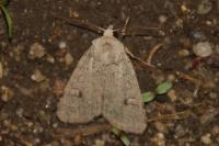 Xestia castanea