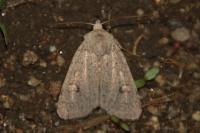 Xestia castanea