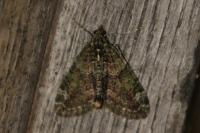 Chloroclysta siterata