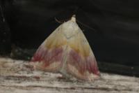 Eublemma purpurina