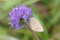 Lycaena phlaeas
