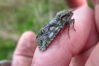 Dryobotodes eremita