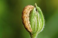 Hadena bicruris