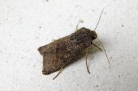 Aporophyla lueneburgensis