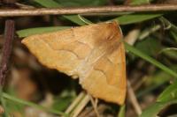 Crocallis tusciaria