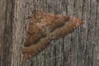 Larentia clavaria