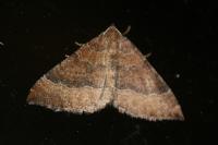 Larentia clavaria