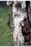 Chloroclysta siterata