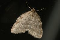 Epirrita