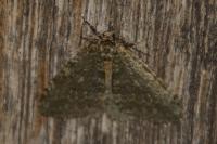 Epirrita