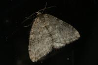 Epirrita