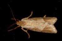 Diurnea lipsiella