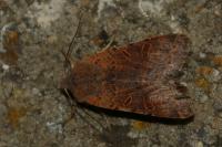 Agrochola lychnidis