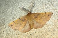 Colotois pennaria