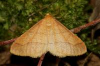 Phigaliohybernia aurantiaria
