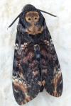 Acherontia atropos